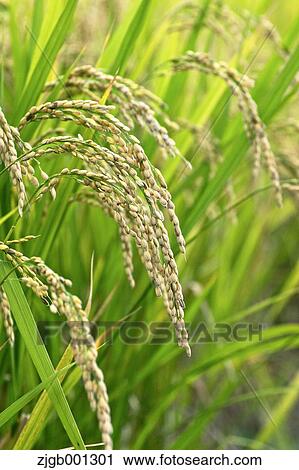 Rice ears View Large Photo Image Stock Image - Rice ears. Fotosearch