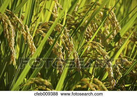 Rice ears View Large Photo Image Stock Photo - Rice ears. Fotosearch