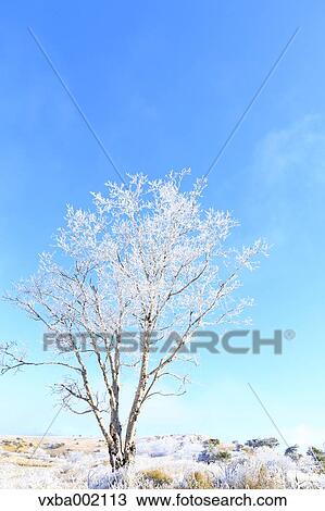 Stock Image - Rimed Betula tree and sky, Nagano Prefecture. Fotosearch
