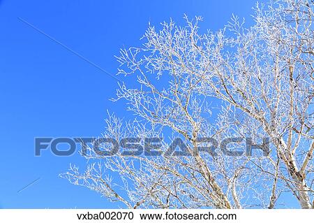 Stock Image - Rimed Betula trees and sky, Nagano Prefecture. Fotosearch