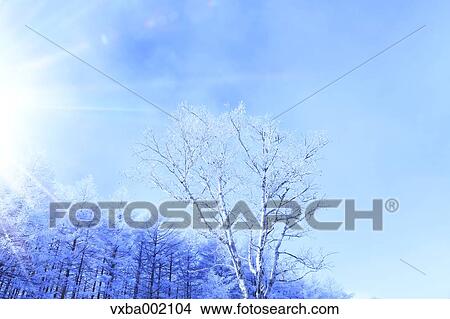 Rimed forest and sky, Nagano Prefecture View Large Photo Image Picture - Rimed forest and sky, Nagano Prefecture. Fotosearch