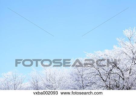 Rimed forest and sky, Nagano Prefecture View Large Photo Image Stock Image - Rimed forest and sky, Nagano Prefecture. Fotosearch