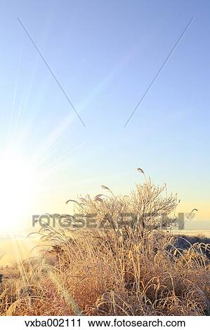 Rimed Japanese silver grass and sky, Nagano Prefecture View Large Photo Image Stock Image - Rimed Japanese silver grass and sky, Nagano Prefecture. Fotosearch