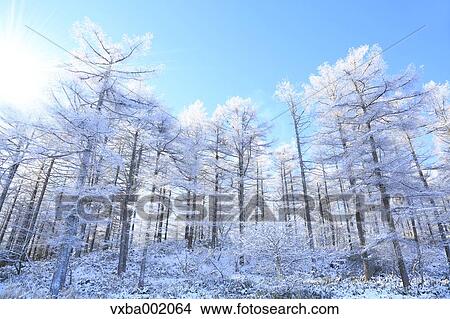 Rimed larch forest and sky, Nagano Prefecture View Large Photo Image Picture - Rimed larch forest and sky, Nagano Prefecture. Fotosearch