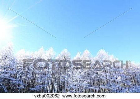Stock Image - Rimed larch forest and sky, Nagano Prefecture. Fotosearch