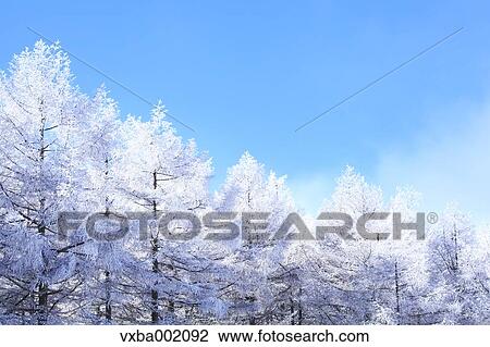 Rimed larch forest and sky, Nagano Prefecture View Large Photo Image Stock Image - Rimed larch forest and sky, Nagano Prefecture. Fotosearch