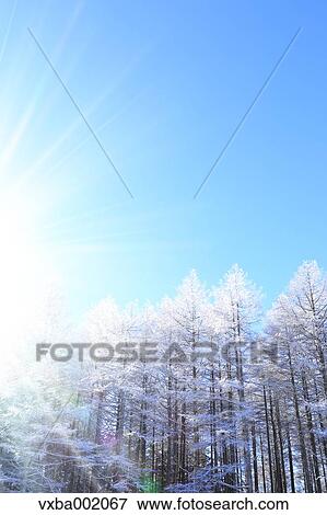 Rimed larch forest and sky, Nagano Prefecture View Large Photo Image Stock Photo - Rimed larch forest and sky, Nagano Prefecture. Fotosearch
