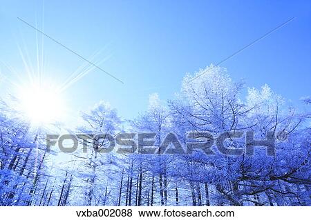 Rimed larch forest and sky, Nagano Prefecture View Large Photo Image Stock Photo - Rimed larch forest and sky, Nagano Prefecture. Fotosearch