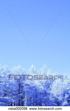 Rimed larch forest and sky, Nagano Prefecture View Large Photo Image Stock Photo - Rimed larch forest and sky, Nagano Prefecture. Fotosearch