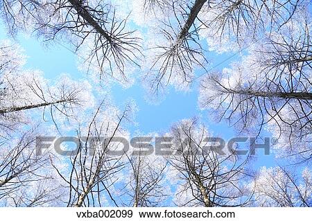Rimed larch forest and sky, Nagano Prefecture View Large Photo Image Stock Photo - Rimed larch forest and sky, Nagano Prefecture. Fotosearch