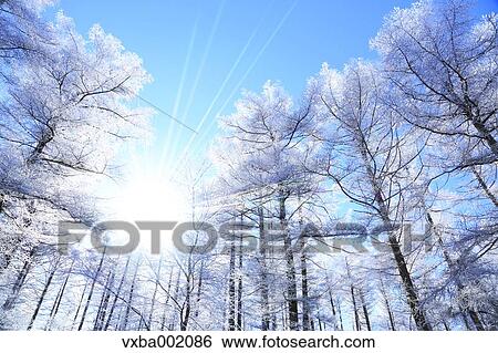 Rimed larch forest and sky, Nagano Prefecture View Large Photo Image Stock Photograph - Rimed larch forest and sky, Nagano Prefecture. Fotosearch
