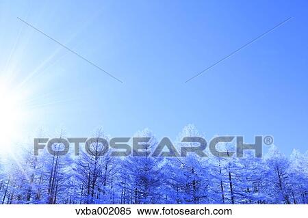 Rimed larch forest and sky, Nagano Prefecture View Large Photo Image Stock Photography - Rimed larch forest and sky, Nagano Prefecture. Fotosearch