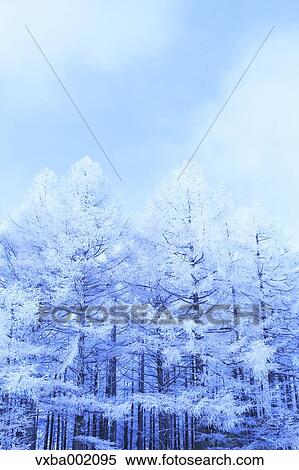 Rimed larch forest and sky, Nagano Prefecture View Large Photo Image Stock Photography - Rimed larch forest and sky, Nagano Prefecture. Fotosearch