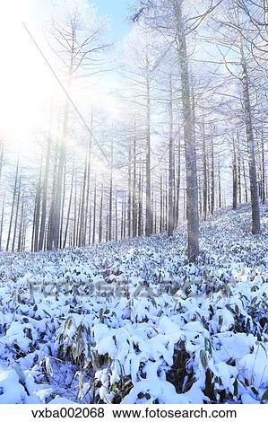 Rimed larch forest, Nagano Prefecture View Large Photo Image Stock Photo - Rimed larch forest, Nagano Prefecture. Fotosearch