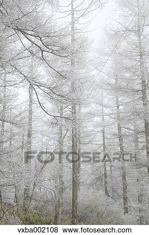Rimed larch forest, Nagano Prefecture View Large Photo Image Stock Photo - Rimed larch forest, Nagano Prefecture. Fotosearch