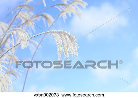 Stock Image - Rimed pampas grass and sky, Nagano Prefecture. Fotosearch