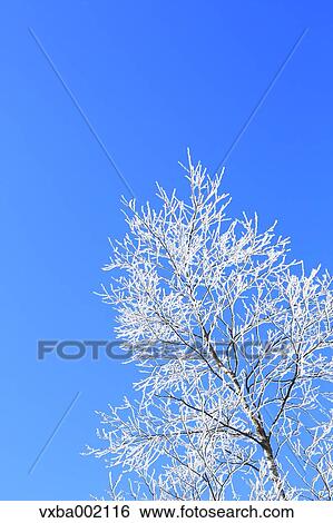 Rimed tree and sky, Nagano Prefecture View Large Photo Image Stock Photograph - Rimed tree and sky, Nagano Prefecture. Fotosearch