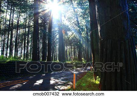 Road and cedar trees in Nikko, Tochigi Prefecture View Large Photo Image Stock Image - Road and cedar trees in Nikko, Tochigi Prefecture. Fotosearch