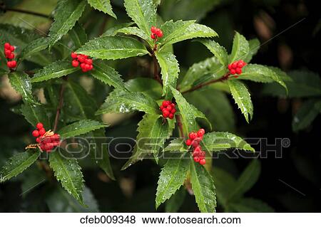 Stock Photo - Sarcandra glabra. Fotosearch
