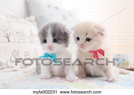Scottish Fold pets View Large Photo Image Stock Image - Scottish Fold pets. Fotosearch