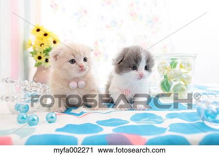 Scottish Fold pets View Large Photo Image Stock Image - Scottish Fold pets. Fotosearch