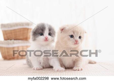 Scottish Fold pets View Large Photo Image Stock Photo - Scottish Fold pets. Fotosearch