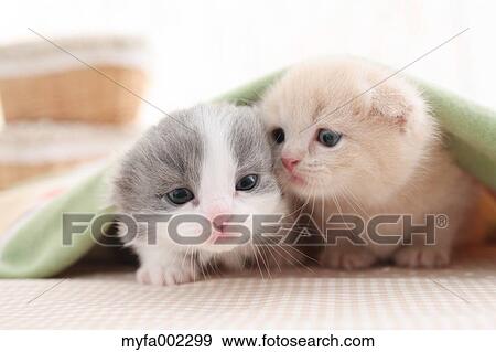 Stock Photo - Scottish Fold pets. Fotosearch