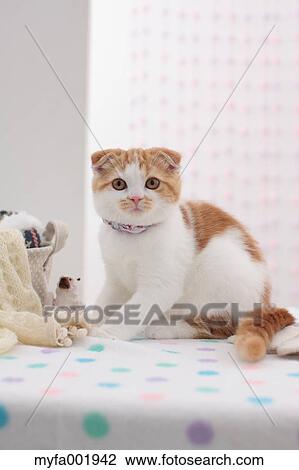 Scottish Fold View Large Photo Image Stock Image - Scottish Fold. Fotosearch