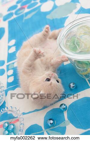 Scottish Fold View Large Photo Image Stock Image - Scottish Fold. Fotosearch