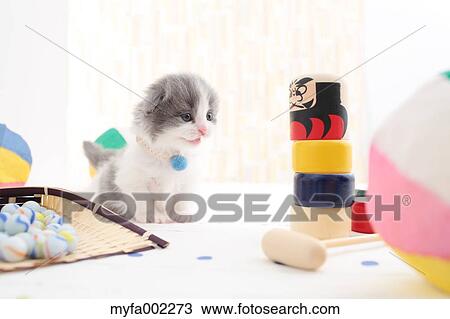 Scottish Fold View Large Photo Image Stock Image - Scottish Fold. Fotosearch