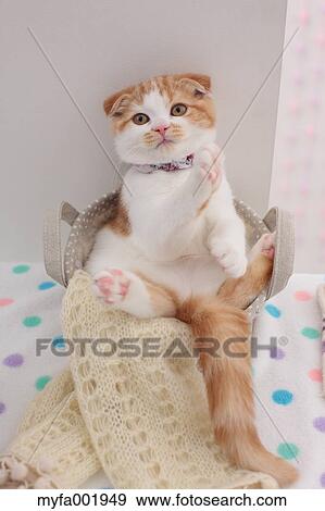 Scottish Fold View Large Photo Image Stock Photo - Scottish Fold. Fotosearch