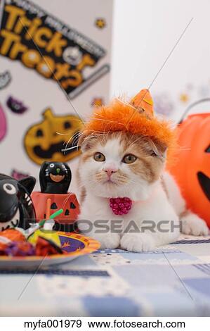 Scottish Fold View Large Photo Image Stock Photo - Scottish Fold. Fotosearch