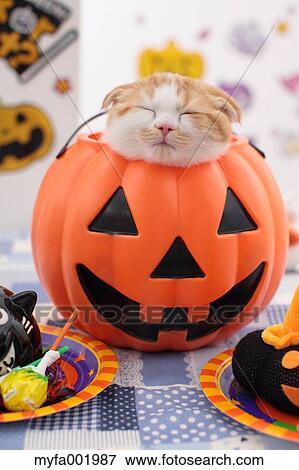 Scottish Fold View Large Photo Image Stock Photo - Scottish Fold. Fotosearch