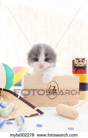 Scottish Fold View Large Photo Image Stock Photo - Scottish Fold. Fotosearch