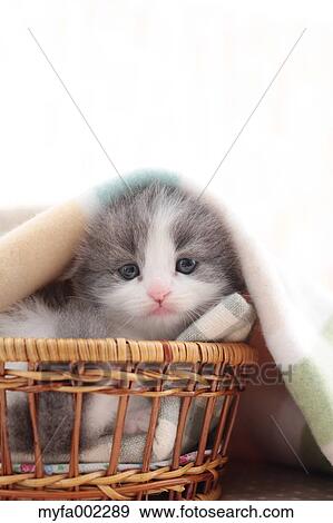 Scottish Fold View Large Photo Image Stock Photo - Scottish Fold. Fotosearch