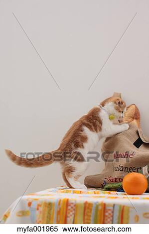 Scottish Fold View Large Photo Image Stock Photography - Scottish Fold. Fotosearch