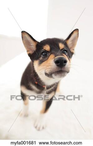 Shiba inu pet View Large Photo Image Stock Image - Shiba inu pet. Fotosearch