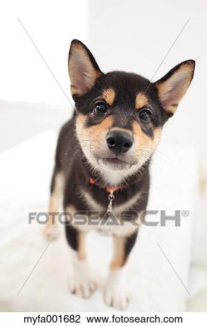 Shiba inu pet View Large Photo Image Stock Image - Shiba inu pet. Fotosearch