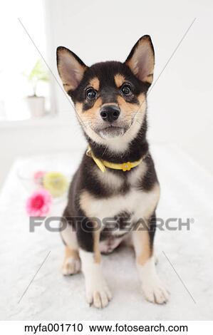 Shiba inu pet View Large Photo Image Stock Image - Shiba inu pet. Fotosearch