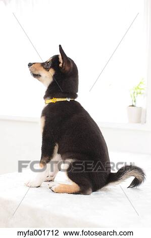 Shiba inu pet View Large Photo Image Stock Image - Shiba inu pet. Fotosearch