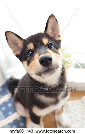 Shiba inu pet View Large Photo Image Stock Image - Shiba inu pet. Fotosearch