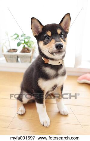 Shiba inu pet View Large Photo Image Stock Photo - Shiba inu pet. Fotosearch