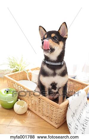 Stock Photo - Shiba inu pet. Fotosearch
