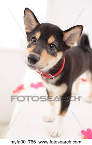 Shiba inu pet View Large Photo Image Stock Photograph - Shiba inu pet. Fotosearch