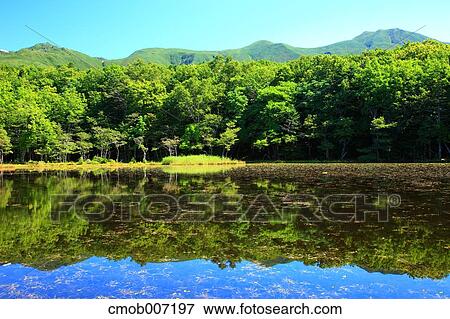 Shiretoko five lakes, Hokkaido View Large Photo Image Stock Photo - Shiretoko five lakes, Hokkaido. Fotosearch