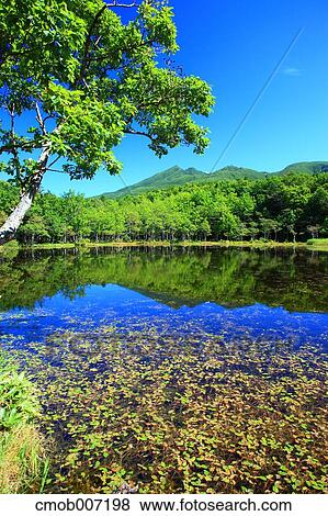 Shiretoko five lakes, Hokkaido View Large Photo Image Stock Photo - Shiretoko five lakes, Hokkaido. Fotosearch