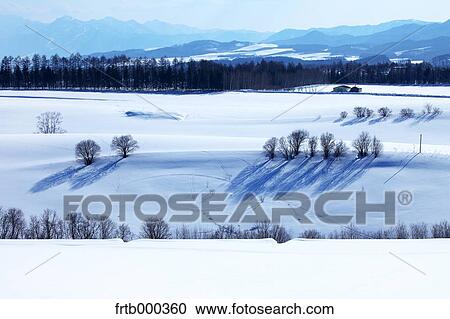 Snow in Biei countryside, Hokkaido View Large Photo Image Stock Image - Snow in Biei countryside, Hokkaido. Fotosearch