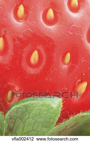 Strawberry View Large Photo Image Stock Image - Strawberry. Fotosearch