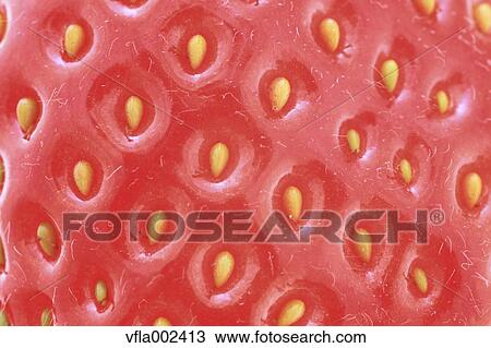 Strawberry View Large Photo Image Stock Image - Strawberry. Fotosearch