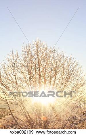 Sun filtering through rimed tree, Nagano Prefecture View Large Photo Image Stock Photo - Sun filtering through rimed tree, Nagano Prefecture. Fotosearch